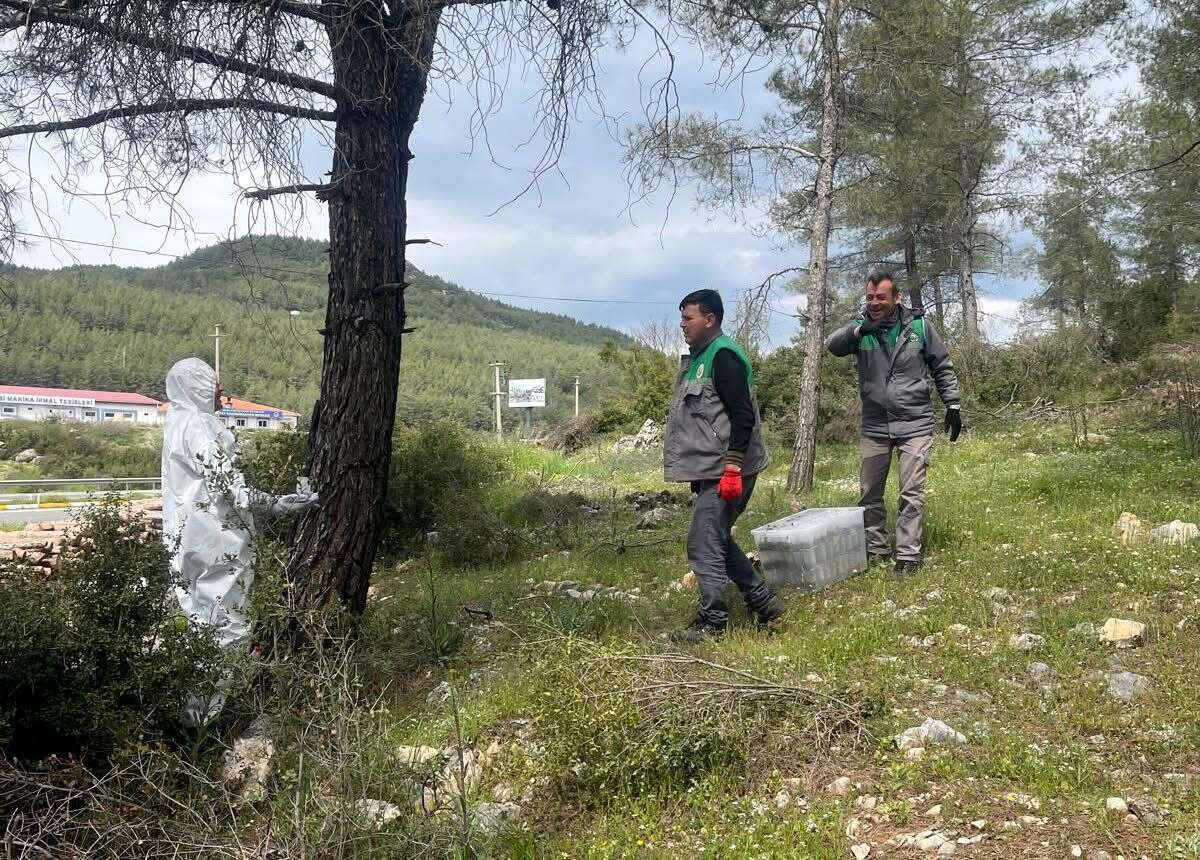 Muğla’da Çam Kese Böceğine Karşı Biyolojik Mücadele Sürüyor 4